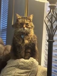 Lost Male Cat last seen Near Raymond pl, Charlotte, NC 28205