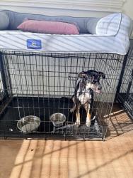Found/Stray Unknown Dog last seen Near, Baytown, TX 77523