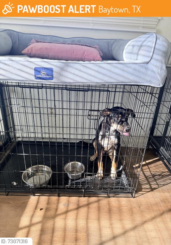 Rehomed Unknown Dog last seen Near, Baytown, TX 77523