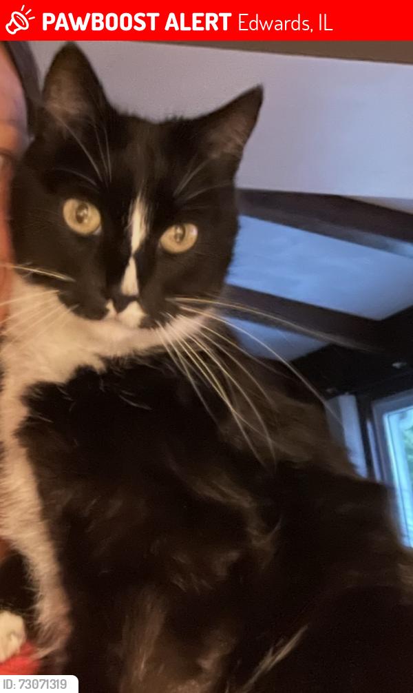 Lost Female Cat last seen Near W. Ludolph Rd., Edwards, IL 61528
