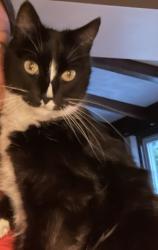 Lost Female Cat last seen Near W. Ludolph Rd., Edwards, IL 61528