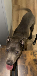 Found/Stray Female Dog last seen Near E Eastwick Cir Las Vegas NV, Las Vegas, NV 89142