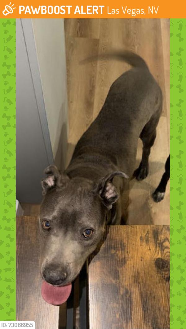 Found/Stray Female Dog last seen Near E Eastwick Cir Las Vegas NV, Las Vegas, NV 89142