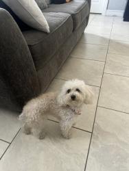Found/Stray Female Dog last seen Watkins elmentary school, West Park, FL 33023