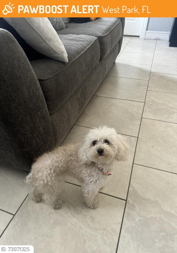 Found/Stray Female Dog last seen Watkins elmentary school, West Park, FL 33023