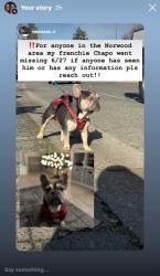 Lost Male Dog last seen Norwood, Sacramento, CA 95838