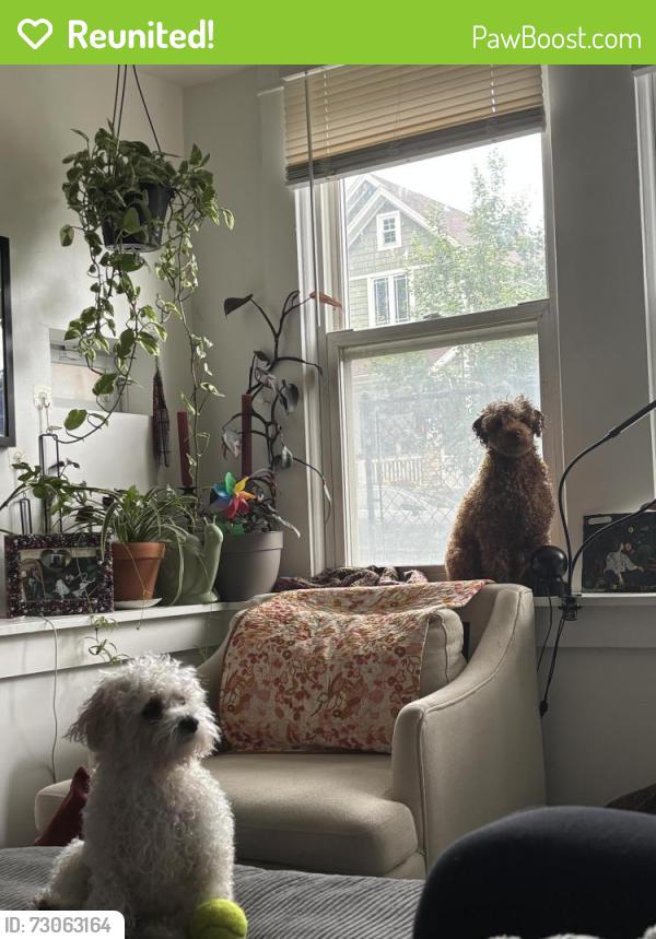 Reunited Female Dog last seen Near S DuSable Lake Shore Drive Chicago, IL 60637 between promontory point and the museum of science and industry, Chicago, IL 60637