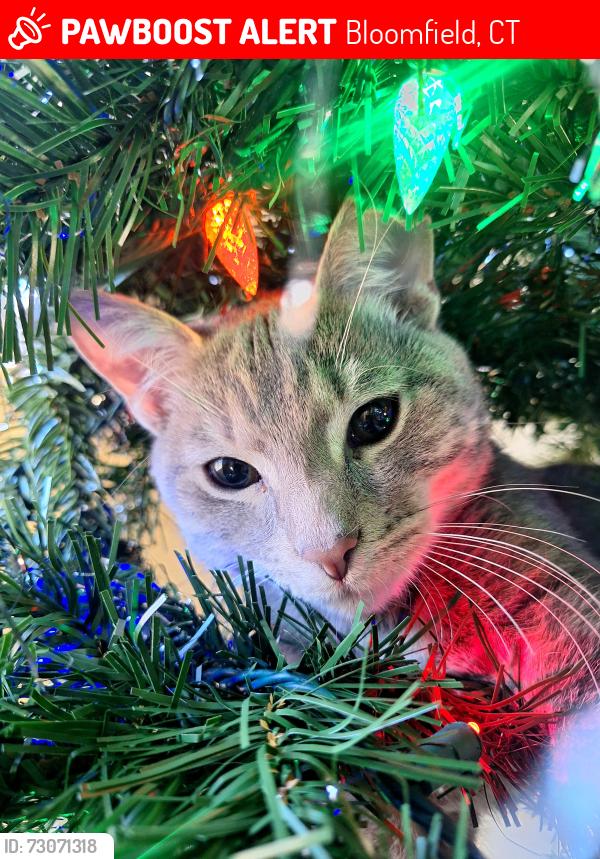 Lost Male Cat last seen Maple edge dr, Bloomfield, CT 06002