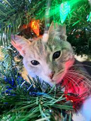 Lost Male Cat last seen Maple edge dr, Bloomfield, CT 06002