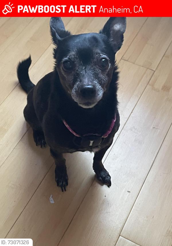 Lost Male Dog last seen E Rainview Ct, Anaheim, CA 92808