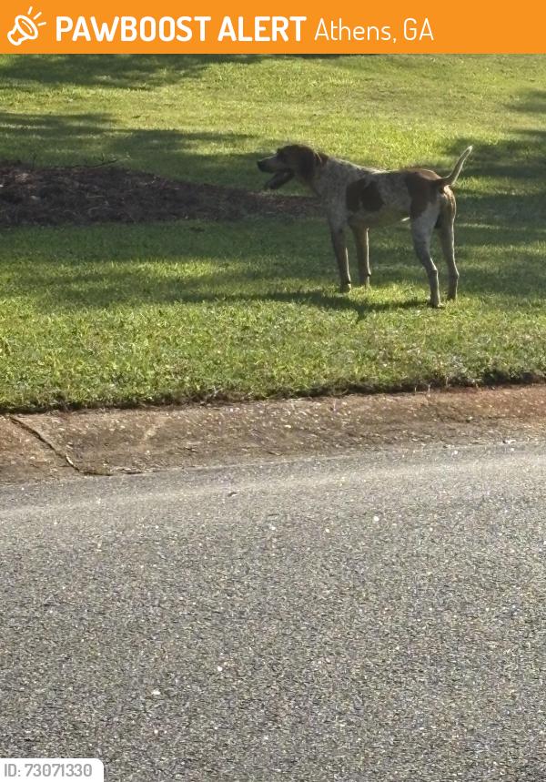 Found/Stray Male Dog last seen Ashton Dr, Homewood Hills Athens Ga, Athens, GA 30606