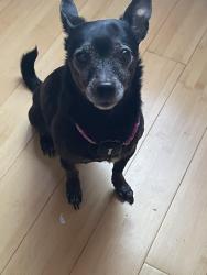 Lost Male Dog last seen E Rainview Ct, Anaheim, CA 92808