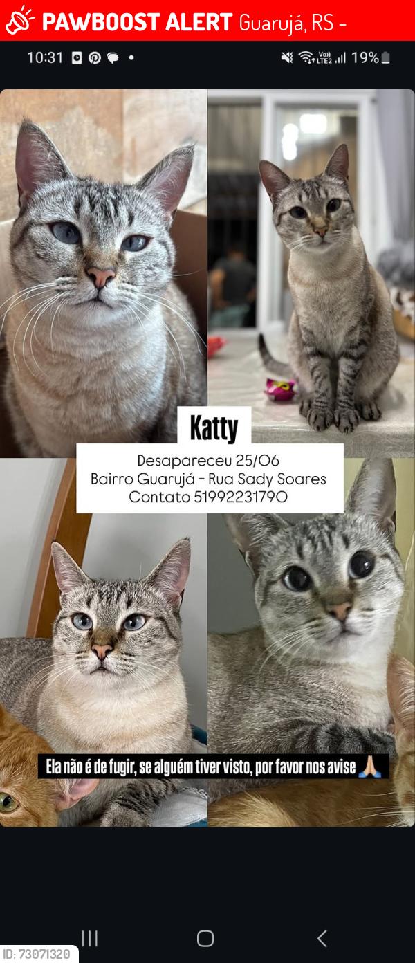 Lost Female Cat last seen Bairro Guarujá- Rua Sady Soares, Guarujá, RS 91770-556