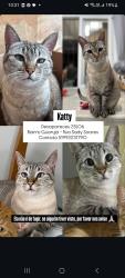 Lost Female Cat last seen Bairro Guarujá- Rua Sady Soares, Guarujá, RS 91770-556