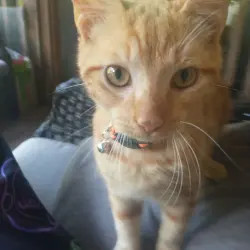 Lost Male Cat last seen Liz Vista Street, Knoxville, TN 37931