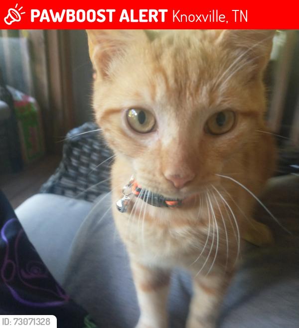 Lost Male Cat last seen Liz Vista Street, Knoxville, TN 37931