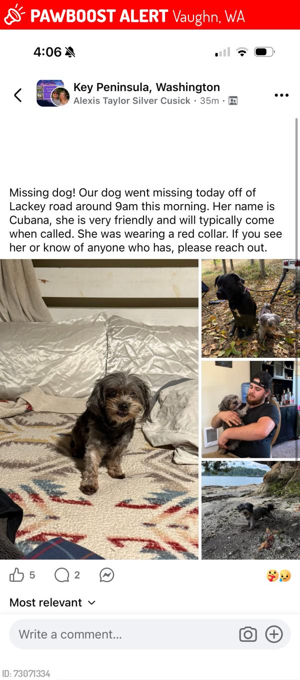 Lost Female Dog last seen Lackey Ct NW, Vaughn, WA 98394
