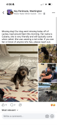 Lost Female Dog last seen Lackey Ct NW, Vaughn, WA 98394