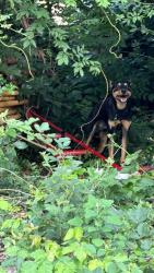Found/Stray Unknown Dog last seen In the easement between Micheal rd & Westbury drive, Richmond, VA 23226