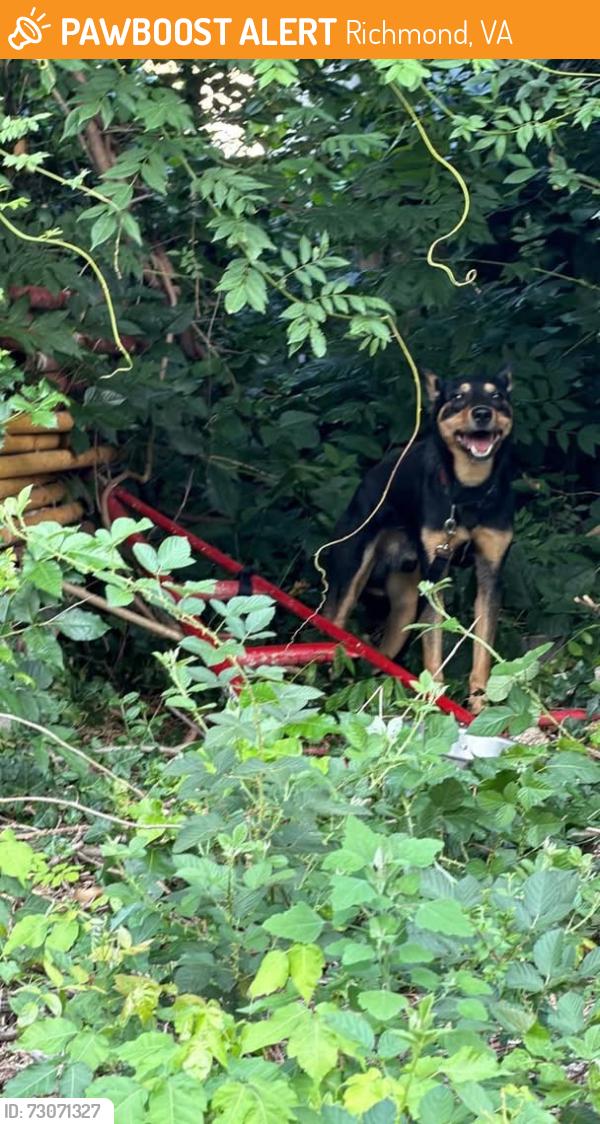 Found/Stray Unknown Dog last seen In the easement between Micheal rd & Westbury drive, Richmond, VA 23226