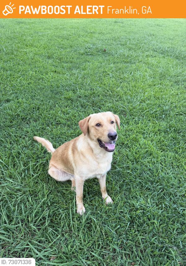 Found/Stray Male Dog last seen Highway 34, Franklin, GA 30217