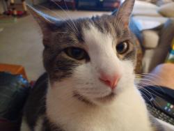 Reunited Male Cat last seen E. Valley Pkwy &Bear Valley Pkwy, Escondido, CA 92027