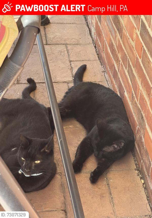 Lost Male Cat last seen Yale and 21st, Camp Hill, PA 17011