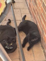 Lost Male Cat last seen Yale and 21st, Camp Hill, PA 17011
