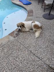 Lost Female Dog last seen Near Oak Crest Rd Burleson Tx, Burleson, TX 76028