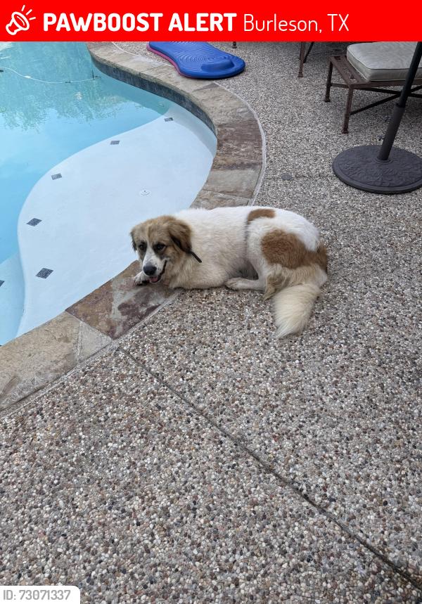 Lost Female Dog last seen Near Oak Crest Rd Burleson Tx, Burleson, TX 76028