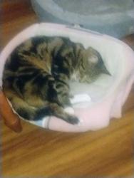 Reunited Female Cat last seen Nancy Lane and Sherry Lane, Lancaster, PA 17601