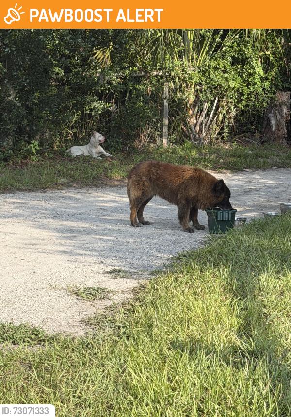 Found/Stray Unknown Dog last seen Old Lockwood road, Seminole County, FL 32765