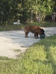 Found/Stray Unknown Dog last seen Old Lockwood road, Seminole County, FL 32765
