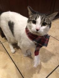 Lost Female Cat last seen Michelson Drive, Irvine, CA 92612