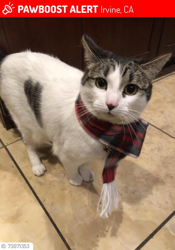 Lost Female Cat last seen Michelson Drive, Irvine, CA 92612