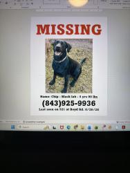 Lost Male Dog last seen Boyd Rd., Andrews, SC 29510