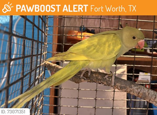 Found/Stray Unknown Bird last seen In front of office building at 2501 Parkview Drive, Fort Worth, Texas, Fort Worth, TX 76102