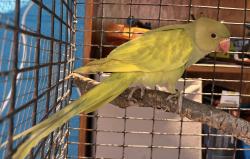 Found/Stray Unknown Bird last seen In front of office building at 2501 Parkview Drive, Fort Worth, Texas, Fort Worth, TX 76102