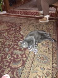 Reunited Male Cat last seen Alabama Ave and Tripoli, Milwaukee, WI 53207