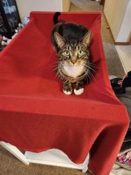 Reunited Male Cat last seen Padden parkway and. 84th street, Vancouver, WA 98682