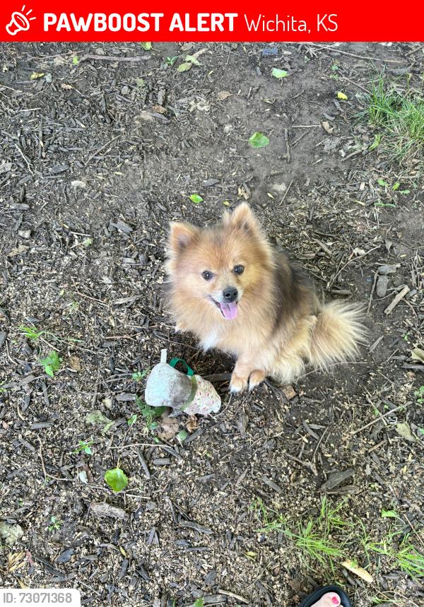Lost Male Dog last seen 13th and oliver, Wichita, KS 67208