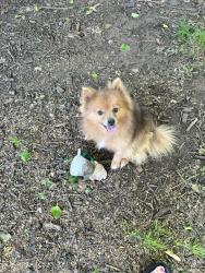 Lost Male Dog last seen 13th and oliver, Wichita, KS 67208