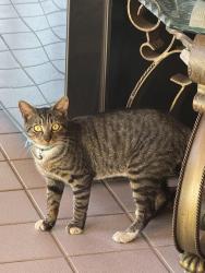 Found/Stray Unknown Cat last seen Near ave 296 st, Homestead, FL 33030