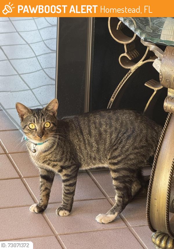 Found/Stray Unknown Cat last seen Near ave 296 st, Homestead, FL 33030
