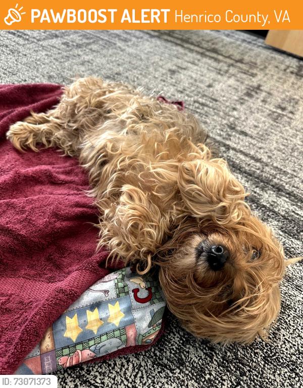 Found/Stray Female Dog last seen Laburnum Ave & Moss Side Ave, Richmond, VA 23222