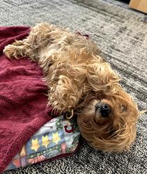 Found/Stray Female Dog last seen Laburnum Ave & Moss Side Ave, Richmond, VA 23222