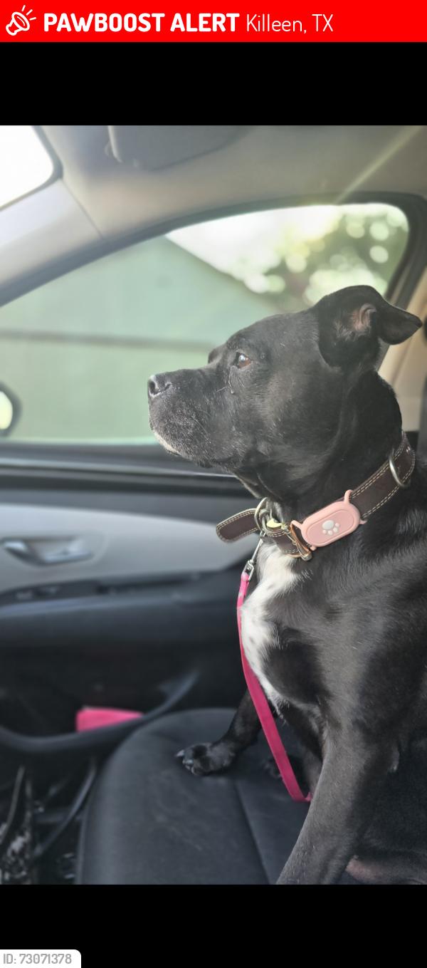 Lost Female Dog last seen Mesa Drive, Killeen, TX 76542