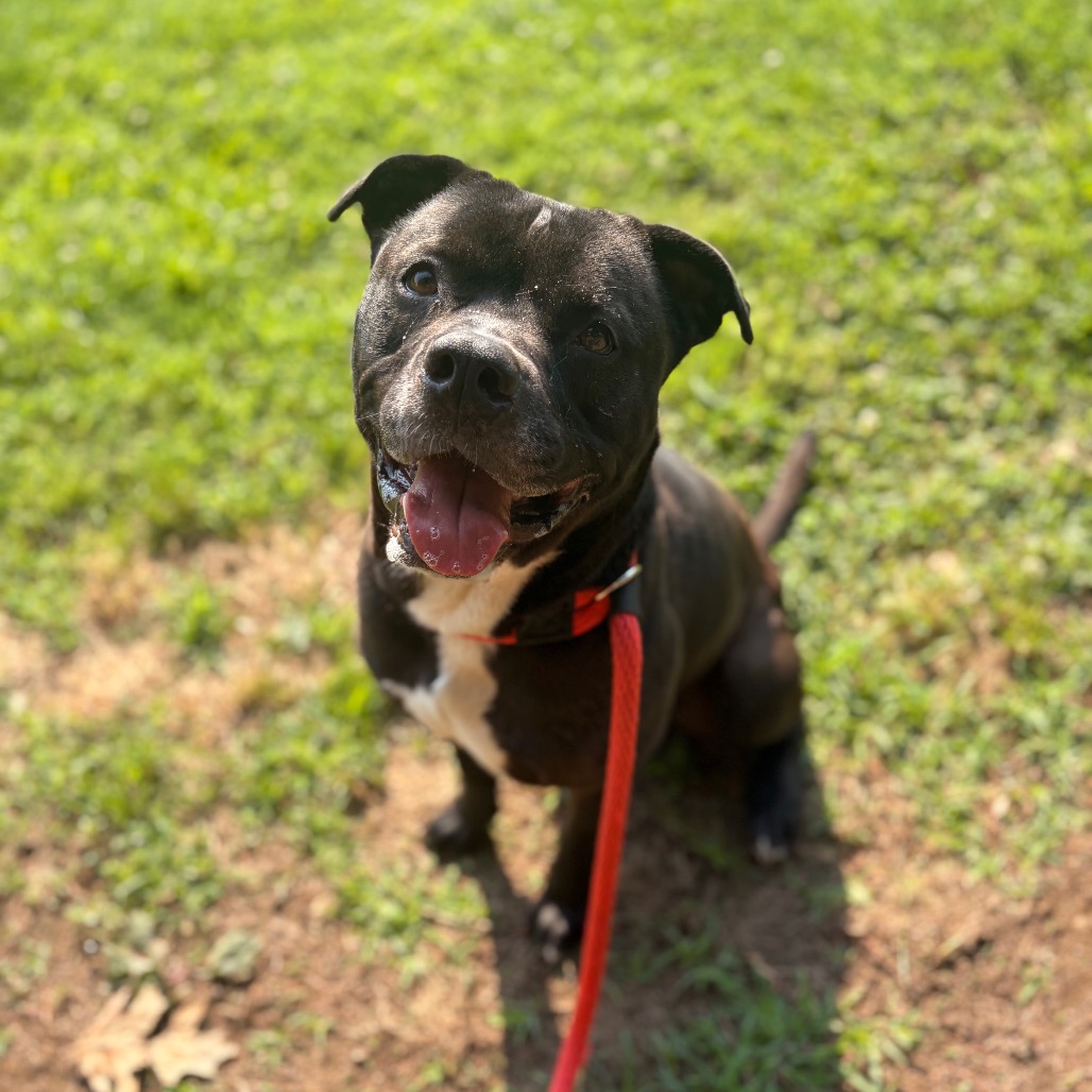 Shelter Stray Male Dog last seen , Animal Care & Control Team of Philly, 111 W Hunting Park Ave, Philadelphia, PA 19140, USA