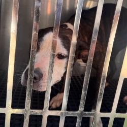 Shelter Stray Female Dog last seen , Animal Care & Control Team of Philly, 111 W Hunting Park Ave, Philadelphia, PA 19140, USA