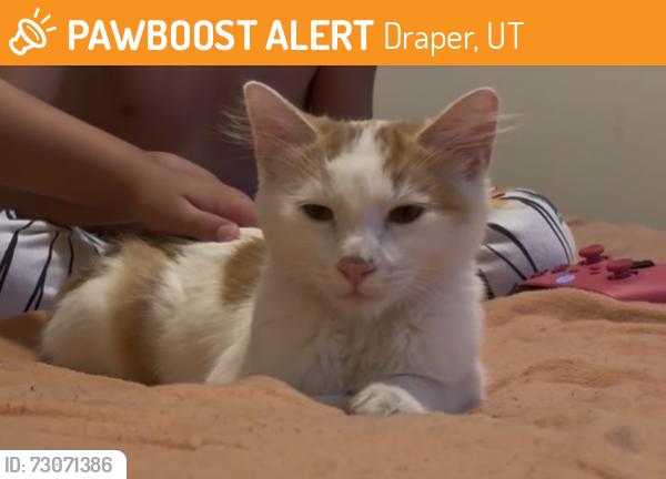 Found/Stray Male Cat last seen Adagio apmts Draper, Utah, Draper, UT 84020